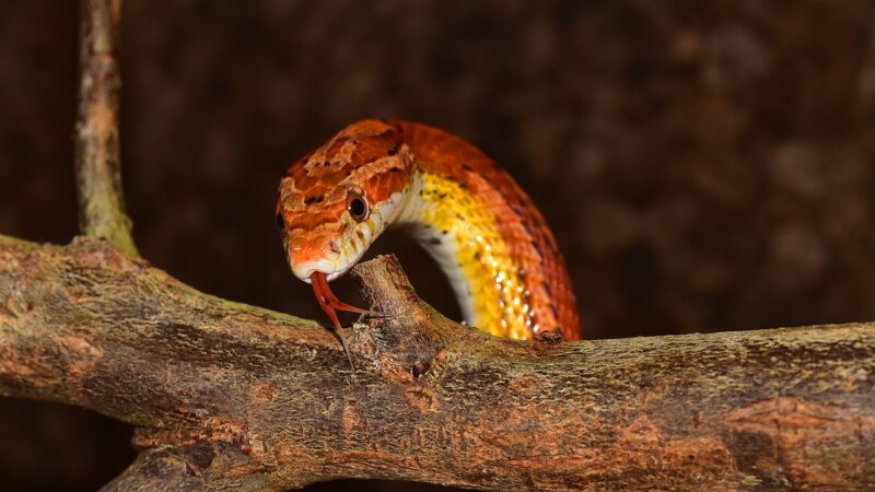 Novos habitats são difíceis para as borboletas sobreviverem.