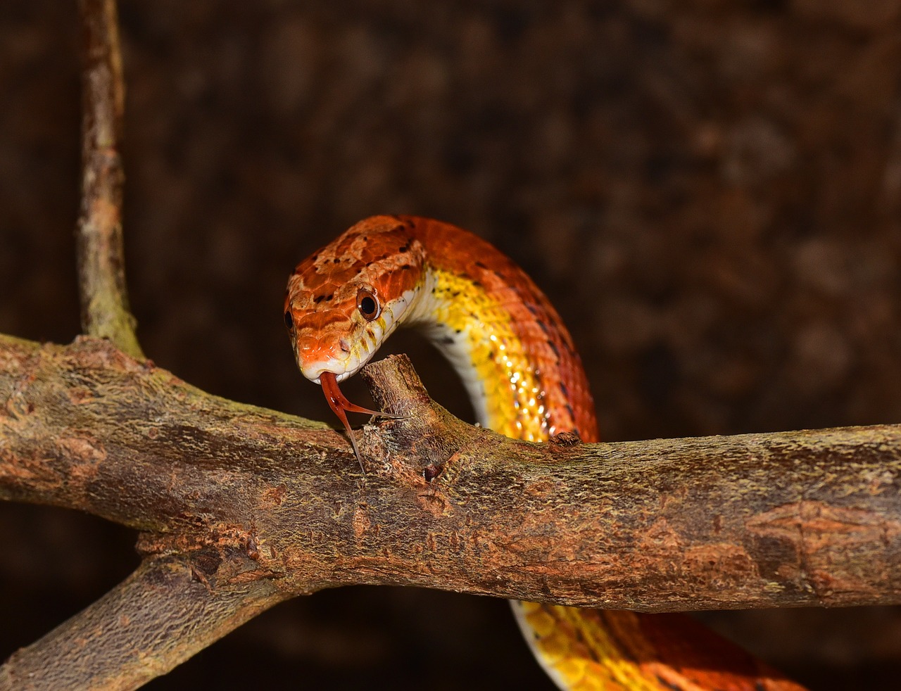 Novos habitats são difíceis para as borboletas sobreviverem.