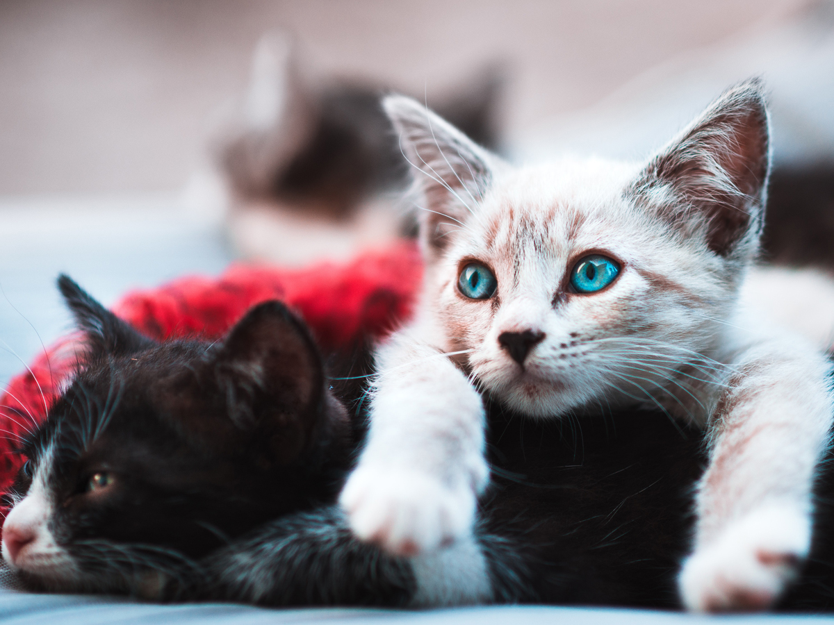 Um leão matou animais que protegiam sua extinção