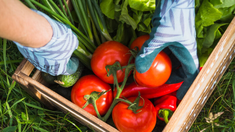 Estufa para cultivo de tomates