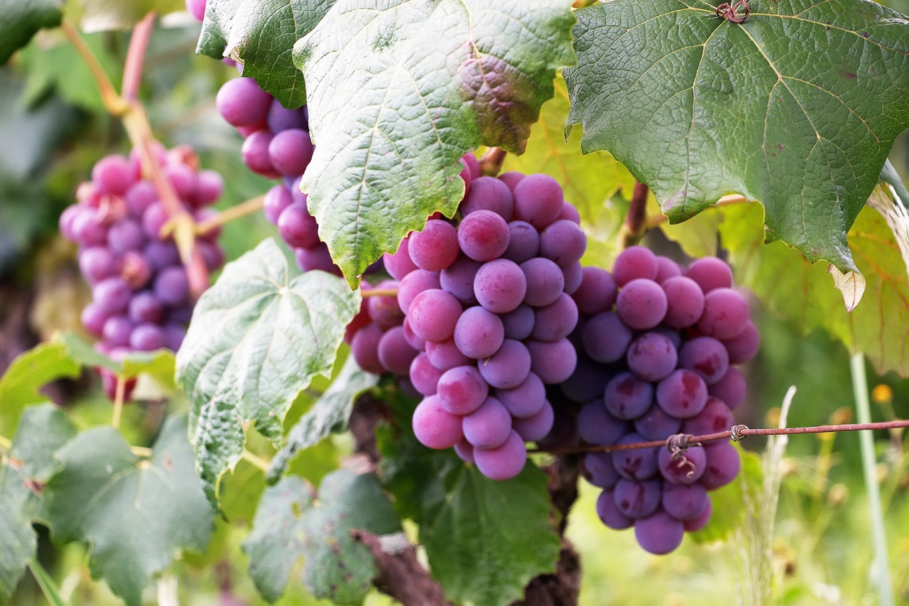 Uvas roxas dominaram o mercado de frutas